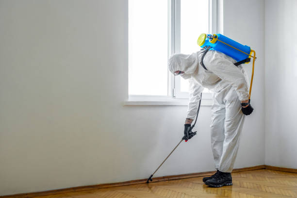 Best Flea Control Services  in Kingsland, GA