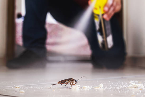 Best Mosquito Control Services  in Kingsland, GA