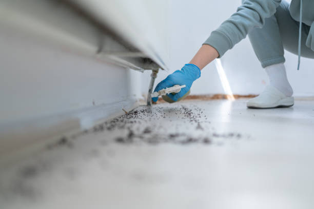 Best Emergency Pest Control  in Kingsland, GA